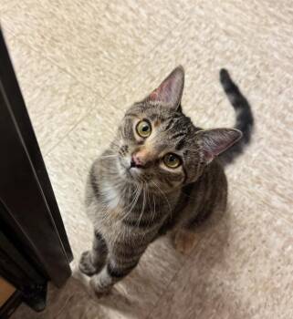 Torbie and Domestic Short Hair Cats Available for Adoption in Howell, Michigan - Echo | PetCurious