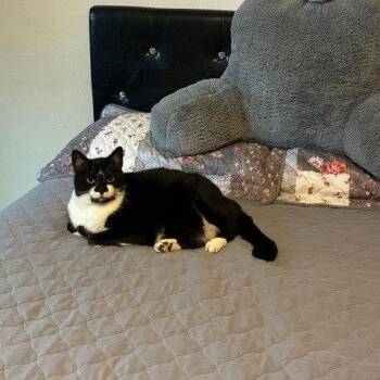 Sprinkles (New Digs) -  Domestic Medium Hair Cat for Adoption in Dallas, Texas - Sprinkles (New Digs) | PetCurious