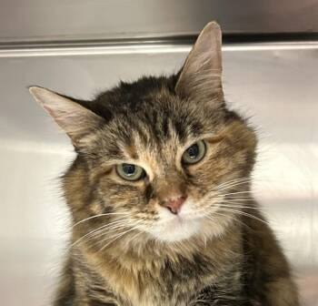 Abby -  Domestic Long Hair Cat for Adoption in Golden, Colorado - Abby | PetCurious