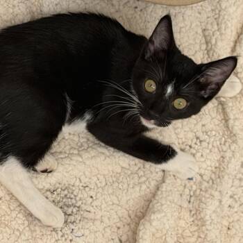 Bubbles -  Domestic Short Hair Cat for Adoption in Jacksonville, Florida - Bubbles | PetCurious