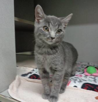 M&M -  Tiger Cat for Adoption in Delhi, New York - M&M | PetCurious