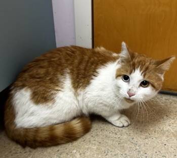 Rescue Domestic Short Hair Cats for Adoption in Wilkesboro, North Carolina - Briar | PetCurious