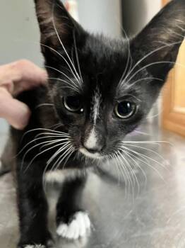 Dallas -  Domestic Short Hair Cat for Adoption in Dayton, Minnesota - Dallas | PetCurious