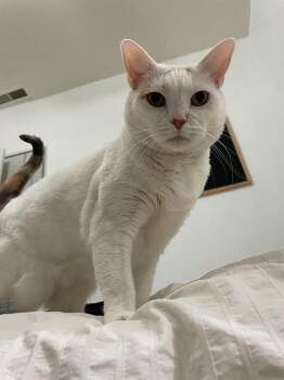 Domestic Short Hair Cats Available for Adoption in Millcreek, Utah - Lizzie | PetCurious