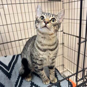 Domestic Short Hair Cats Available for Adoption in Lake Panasoffkee, Florida - Luna | PetCurious
