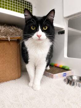 Tuxedo Cats Available for Adoption in West Hollywood, California - Charlie | PetCurious