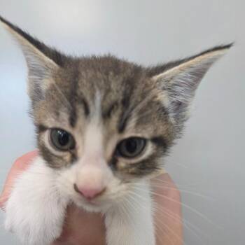 Abbie -  Domestic Short Hair Cat for Adoption in Sand Springs, Oklahoma - Abbie | PetCurious