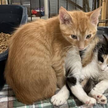 Sunset -  Domestic Short Hair Cat for Adoption in Wappingers Falls, New York - Sunset | PetCurious