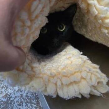 Mira -  Domestic Short Hair Cat for Adoption in Prineville, Oregon - Mira | PetCurious