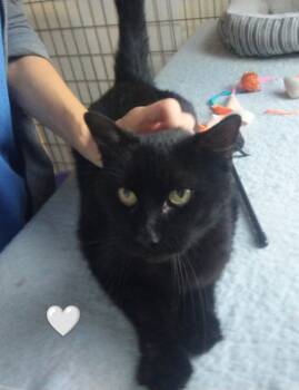 Rescue Domestic Short Hair Cats for Adoption in Saint James, Minnesota - Snickers | PetCurious