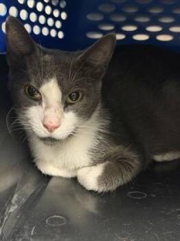 Stormi -  Domestic Short Hair Cat for Adoption in Daytona Beach, Florida - Stormi | PetCurious