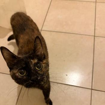 Little Baby Kitty -  Domestic Short Hair Cat for Adoption in West Palm Beach, Florida - Little Baby Kitty | PetCurious