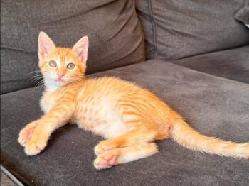 Gibson -  Domestic Short Hair Cat for Adoption in West Palm Beach, Florida - Gibson | PetCurious