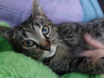 Domestic Short Hair Cats Available for Adoption - Donut | PetCurious