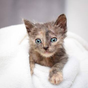 Lobster -  Domestic Short Hair Cat for Adoption in Hattiesburg, Mississippi - Lobster | PetCurious
