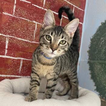Joe -  Domestic Short Hair Cat for Adoption in Laredo, Texas - Joe | PetCurious