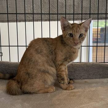 Rescue Domestic Short Hair Cats for Adoption in Little River, South Carolina - Dixie & Ebony | PetCurious