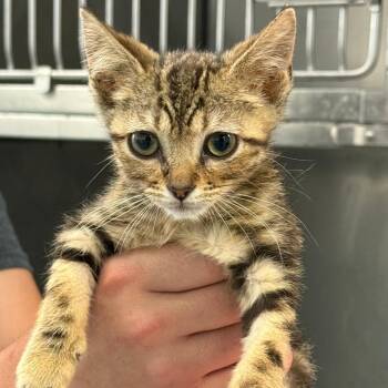 Indoor Plant 17 -  Domestic Short Hair Cat for Adoption in Austin, Texas - Indoor Plant 17 | PetCurious