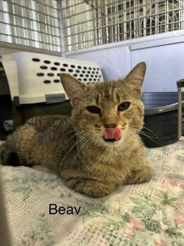 Beav -  Tabby Cat Available for Adoption in Clarksville, Tennessee - Beav | PetCurious