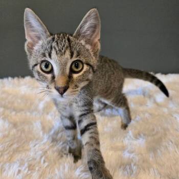 Waylon -  Domestic Short Hair Cat for Adoption in Centerville, Tennessee - Waylon | PetCurious