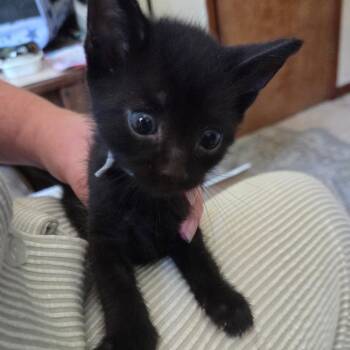 Olive -  Domestic Short Hair Cat for Adoption in Akron, New York - Olive | PetCurious