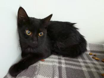 Catty Purry -  Domestic Short Hair Cat for Adoption in Bossier City, Louisiana - Catty Purry | PetCurious