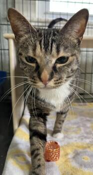 Letti -  Domestic Short Hair Cat Available for Adoption in Moline, Illinois - Letti | PetCurious