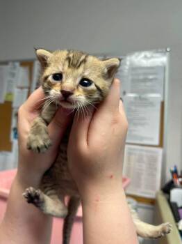 Wendy -  Domestic Short Hair Cat for Adoption in Bolivar, Missouri - Wendy | PetCurious