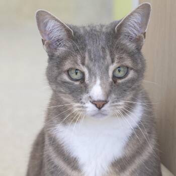 Azizi -  Domestic Short Hair Cat for Adoption in Pontiac, Michigan - Azizi | PetCurious
