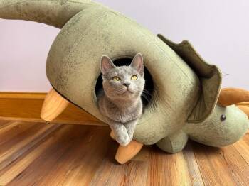Sophia (cat cafe) -  Domestic Short Hair Cat for Adoption in West Lafayette, Indiana - Sophia (cat Cafe) | PetCurious