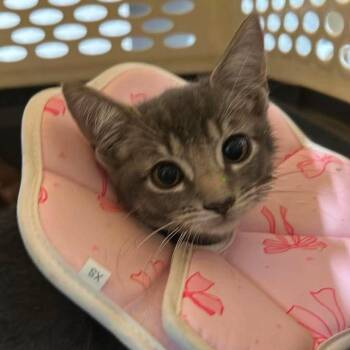 Tom -  Domestic Short Hair Cat for Adoption in Tampa, Florida - Tom | PetCurious
