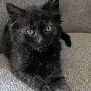 Sequoia Thomas -  Domestic Medium Hair Cat for Adoption in Morrison, Colorado - Sequoia Thomas | PetCurious