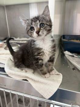 Imogen -  Domestic Short Hair Cat for Adoption in Westland, Michigan - Imogen | PetCurious