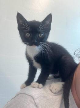 Hannah (ID 51745) -  Domestic Short Hair Cat for Adoption in Manassas, Virginia - Hannah (ID 51745) | PetCurious