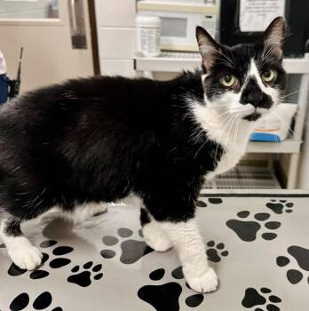 LINEN -  Domestic Short Hair Cat for Adoption in Derwood, Maryland - LINEN | PetCurious