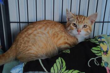 Quinn -  Tabby Cat for Adoption in Claresholm, Alberta - Quinn | PetCurious