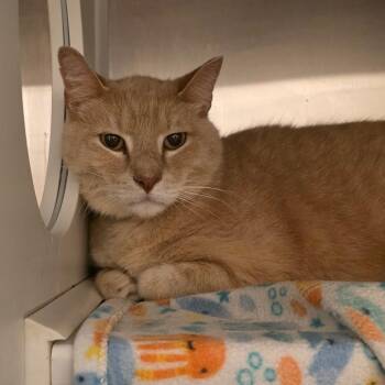 Snooper -  Domestic Short Hair Cat for Adoption in Council Bluffs, Iowa - Snooper | PetCurious