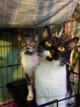 Oreo -  Domestic Short Hair Cat for Adoption in Cloquet, Minnesota - Oreo | PetCurious
