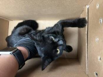 A377424 -  Domestic Short Hair Cat for Adoption in Stockton, California - A377424 | PetCurious