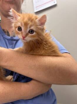 Miley -  Domestic Short Hair Cat for Adoption in New Cumberland, West Virginia - Miley | PetCurious