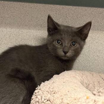 Marlin -  Domestic Short Hair Cat for Adoption in Port Charlotte, Florida - Marlin | PetCurious