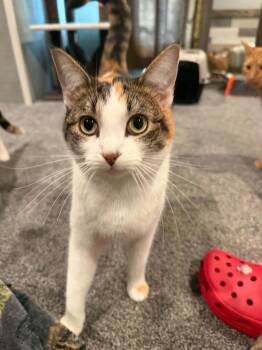 Star -  Calico and Tabby Cat for Adoption in Plumerville, Arkansas - Star | PetCurious