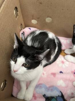 Eddy -  Domestic Short Hair Cat for Adoption - Eddy | PetCurious