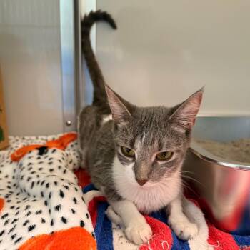 Domestic Short Hair Cats Available for Adoption in Saint Charles, Missouri - Minnie | PetCurious