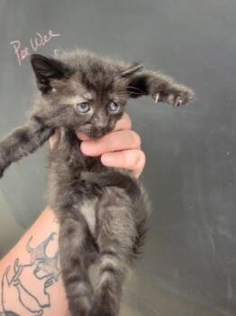 Rescue Domestic Short Hair Cats for Adoption in Harbor Springs, Michigan - Flora | PetCurious