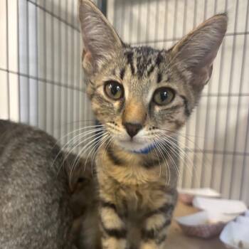 Walden -  Domestic Short Hair Cat for Adoption in Lakeland, Florida - Walden | PetCurious