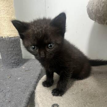 Bell Pepper -  Bombay Cat for Adoption in Paulina, Louisiana - Bell Pepper | PetCurious