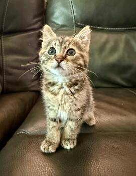 Audi -  Domestic Medium Hair Cat for Adoption in Lincoln, Nebraska - Audi | PetCurious