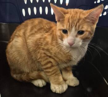 Loki -  Domestic Short Hair Cat for Adoption in Windsor, Connecticut - Loki | PetCurious