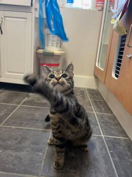 Rescue Domestic Short Hair Cats for Adoption in Fairfax Station, Virginia - Jason | PetCurious